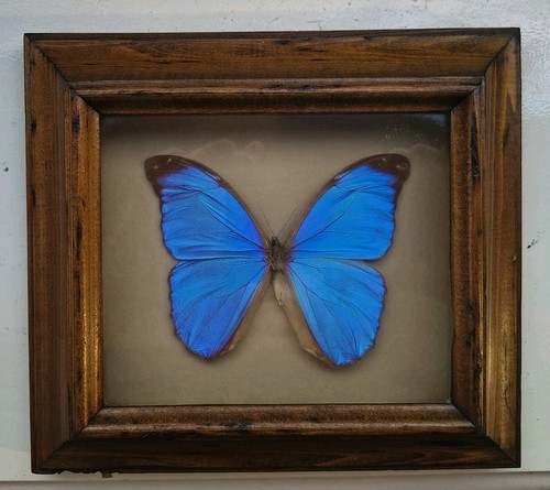 Morpho didius iridescent blue - morpho,