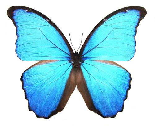 Lot morpho didius good - of,