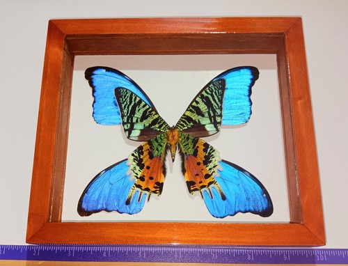 Urania ripheus sunset moth - urania,