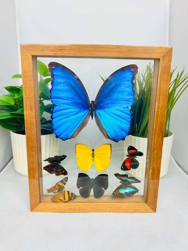 Real butterflies one - real, blue