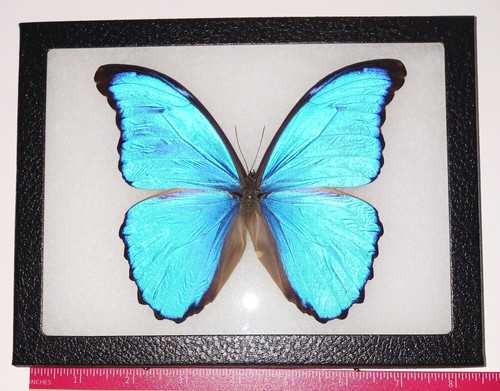 Real framed butterfly - real,