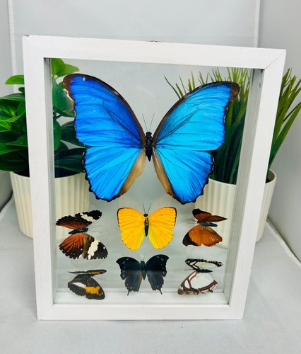 Real butterflies one - real,