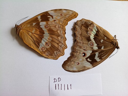 Morpho didius female a1 - morpho,