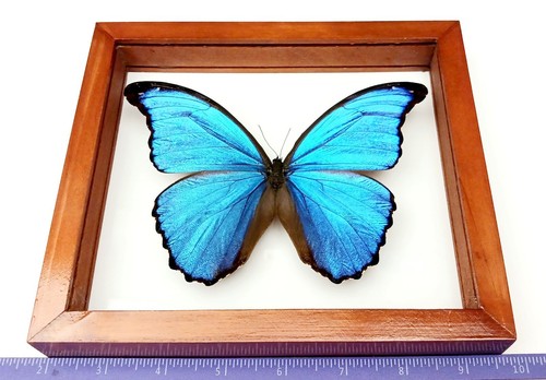 Real framed butterfly blue - real,