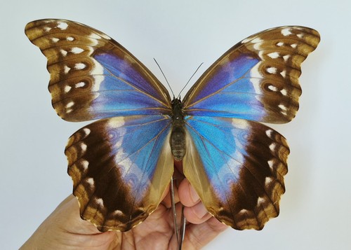 Amazing morpho didius female - amazing,