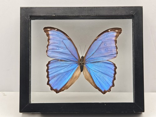 Real framed butterfly blue - real,
