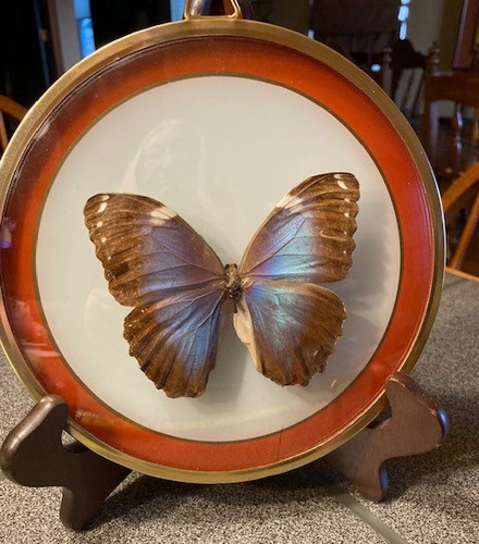 Morpho didius female 4 - morpho, 1/4″