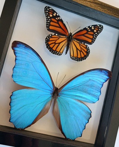 Real butterflies framed - real,