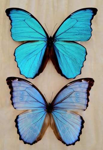 Lot blue morpho godarti - of,