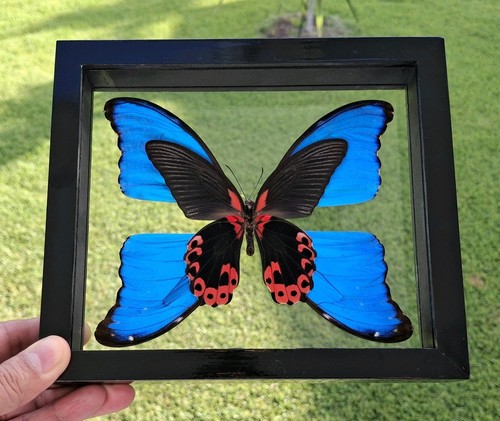 Papilio rumanzovia with - papilio,