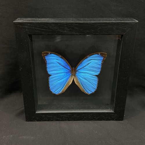 Morpho didius iridescent blue - iridescent,
