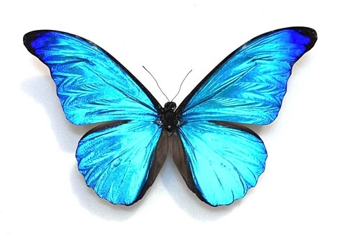 Morphidae morpho rhetenor - morpho,