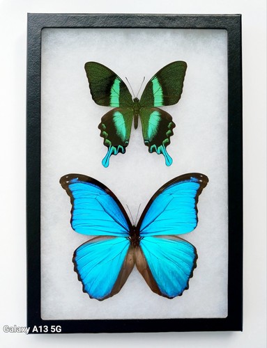 Morpho didius papilio - &,