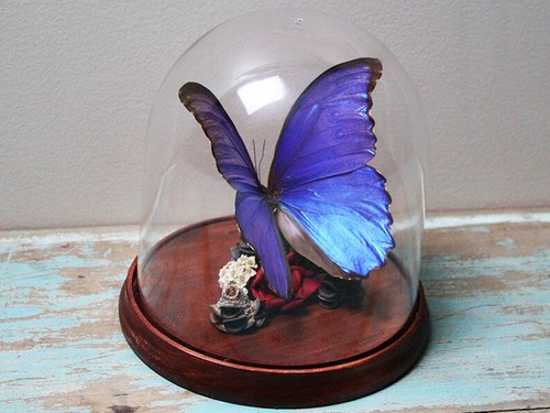 Morpho didius butterfly dome - morpho,