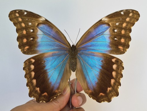 Morpho didius rare form - morpho,