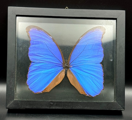 Real framed blue morpho - framed, didius