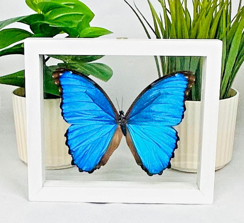 Real butterfly blue morpho - real,
