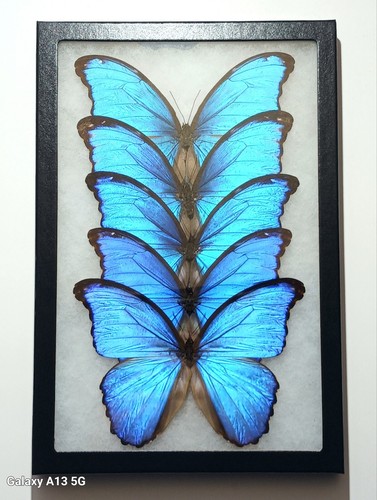 Morpho didius lot - lot, of