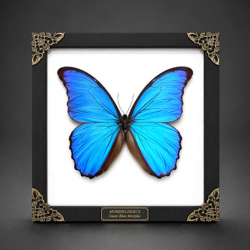 Blue morpho didius - 7.5",