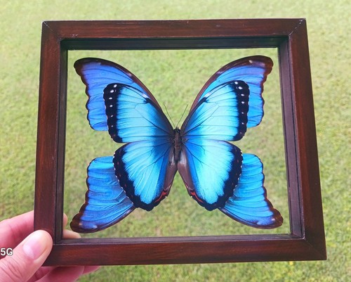 Real framed butterfly morpho - real,