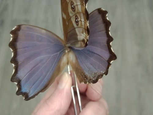 Morpho didius godarti - didius, sp