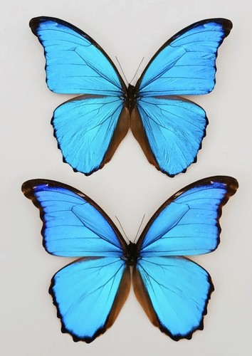 Morpho didius a - morpho,