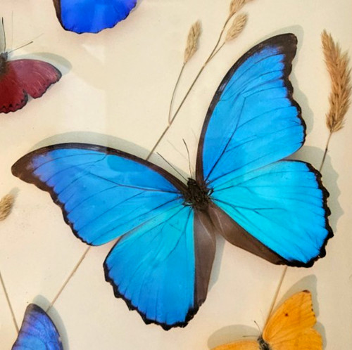Morpho didius tingomariensis - ,