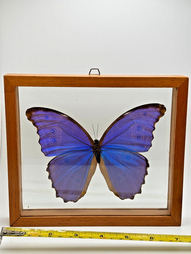 Real morpho didius giant blue - morpho,