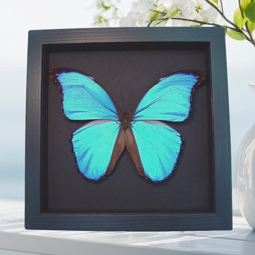 Morpho didius giant - morpho,