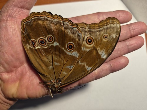 Morpho didius tingomariensis - didius,
