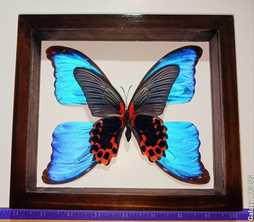 Papilio rumanzovia with 4 - ,