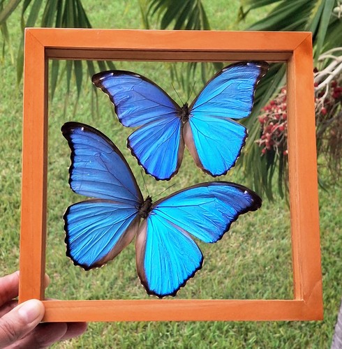Real framed butterflies - real,