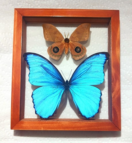Real framed butterfly morpho - real,