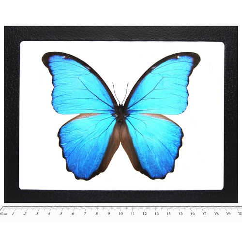 Morpho didius real - didius,