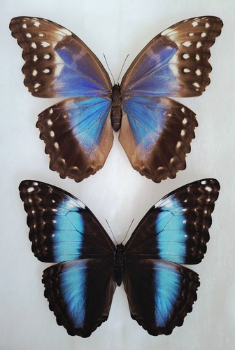 Morpho didius - morpho, &